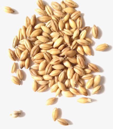 Raw material of wheat germ powder Raw material of wheat germ powder